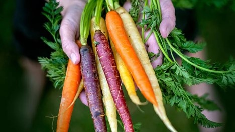 چرا باید هر روز هویج بخوریم؟